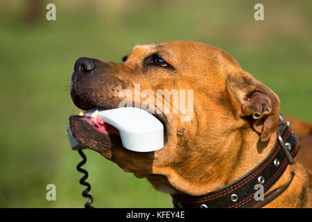 American Staffordshire Terrier Holding ein Telefon in seinem Mund - Begriff der Kommunikation Stockfoto