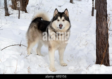 Husky Porträt im sibirischen Winter Wald Stockfoto