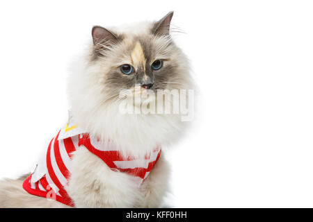 Schöne Birma Katze im roten Pullover Stockfoto