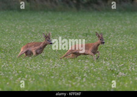 Das roebuck Folgen der Roe doe in der Paarungszeit im August, Scania in Schweden Stockfoto