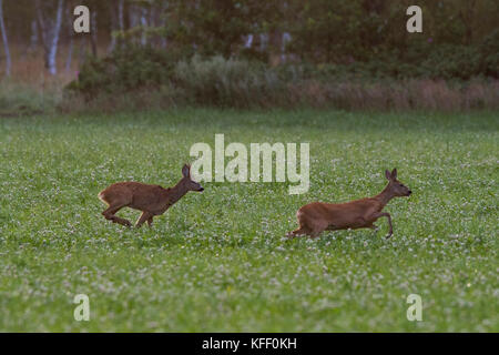 Das roebuck Folgen der Roe doe in der Paarungszeit im August, Scania in Schweden Stockfoto