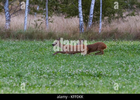 Das roebuck Folgen der Roe doe in der Paarungszeit im August, Scania in Schweden Stockfoto