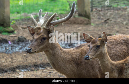 Achsenkuhlii (Bawean-Hirsch) in der Gefangenschaft Stockfoto