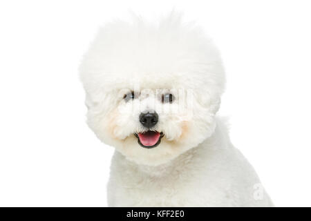 Wunderschöne bichon frisee Hund Stockfoto