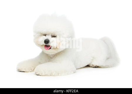 Wunderschöne bichon frisee Hund Stockfoto