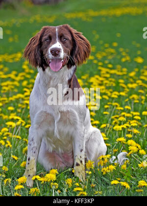 English Springer Spaniel sitzen in der Wiese mit Blumen Stockfoto