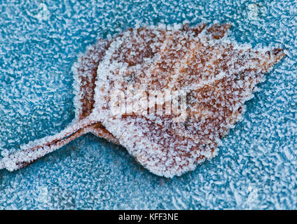 Ein Makro Schuß von zwei gefrorene Blätter. Stockfoto
