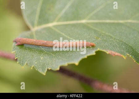 Gemeinsame White Wave Larve Stockfoto