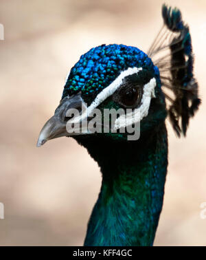 Portrait Bild von einem wunderschönen Indischen Pfau mit leuchtenden Gefieder Stockfoto