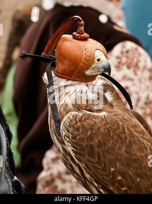 Falcon das Tragen eines niederländischen Haube während Falknerei Ausbildung Stockfoto