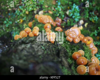 Hypholoma capnoides auf einem Baumstumpf im Wald Stockfoto