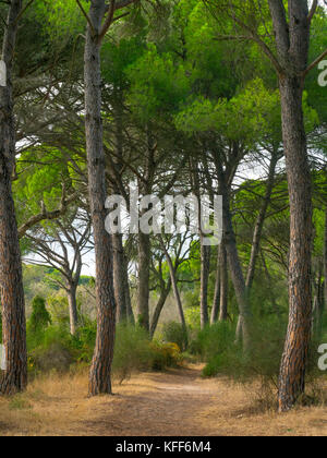 Pinus pinea, auch bekannt als italienische Zirbe, Regenschirmkiefer und Sonnenschirmkiefer Parque Nacional de Doñana, Almonte, Spanien Stockfoto