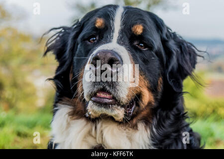 Berner Sennenhund portrait Stockfoto