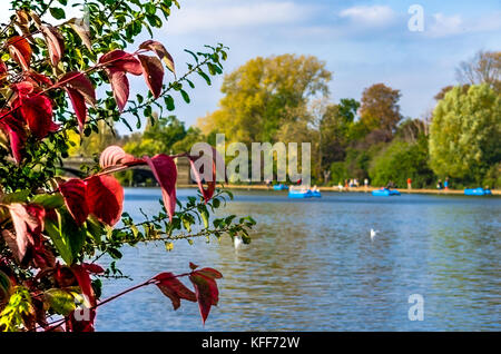 Blätter im Herbst im Park an einem See Stockfoto