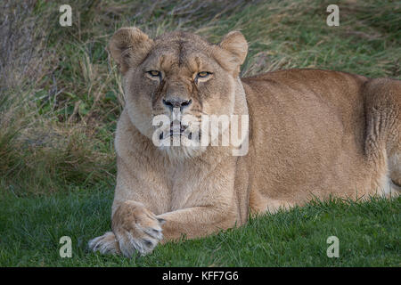 Eine Löwin liegend und entspannend auf das Gras mit ihren Pfoten gekreuzt und starrte nach vorn Stockfoto