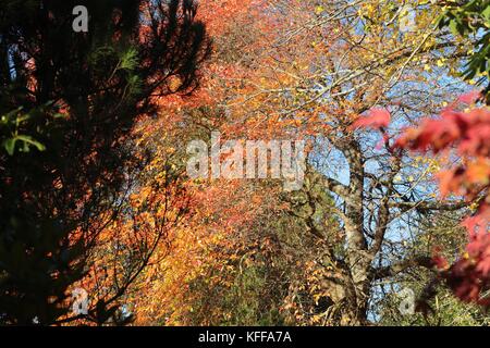 Sheffield Park, East Sussex, Großbritannien. 27. Oktober 2017. Wenn die Herbstsonne scheint, wird im Sheffield Park in East Sussex die spektakuläre Farbenpracht zum Leben erweckt. Jedes Jahr zieht die jährlich in den Spiegelseen spiegelnde Farbgebung Tausende von Besuchern an. Kredit: Nigel Bowles/Alamy Live Nachrichten Stockfoto