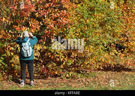 Sheffield Park, East Sussex, Großbritannien. 27. Oktober 2017. Wenn die Herbstsonne scheint, wird im Sheffield Park in East Sussex die spektakuläre Farbenpracht zum Leben erweckt. Jedes Jahr zieht die jährlich in den Spiegelseen spiegelnde Farbgebung Tausende von Besuchern an. Kredit: Nigel Bowles/Alamy Live Nachrichten Stockfoto