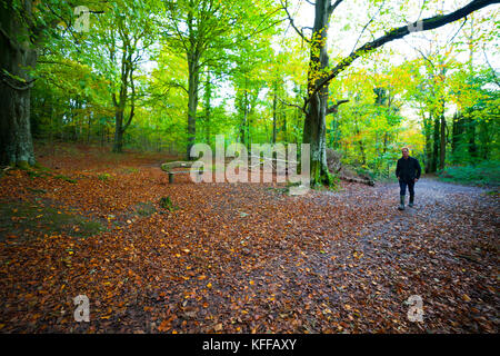 Eine Person, die während des Herbstes Colours, Denbighshire, Wales, durch uralte Wälder im Loggerheads Country Park spaziert Stockfoto