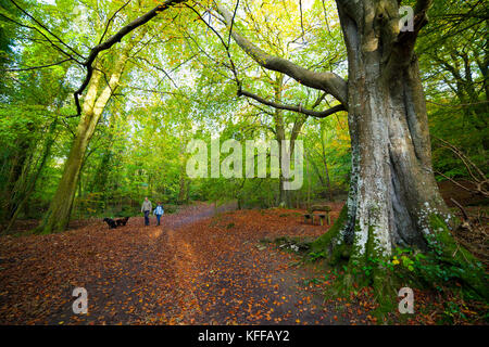 Mann und Frau Hund wandern unter den Farben des Herbstes und Woodland auf Kriegsfuß Country Park, denbighshire Stockfoto