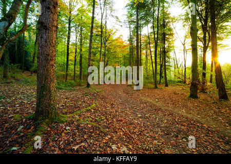 Morgen Sonnenlicht durch die Bäume in Herbstfarben auf Kriegsfuß Country Park brechen, denbighshire Stockfoto