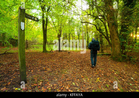Eine Person zu Fuß entlang des Waldes Pfad im Herbst auf Kriegsfuß Country Park, denbighsihre, Wales mit Bäumen im Herbst Farbe Stockfoto