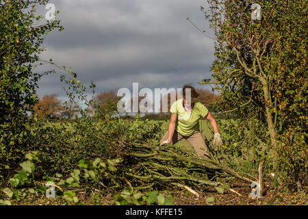 Stourhead, Wiltshire, Großbritannien. Oktober 2017. Teilnehmer beim 39. Nationalen Hedge Legewettbewerb in Stourhead, Wiltshire am 28. Oktober 2017 Credit: NJphoto/Alamy Live News Stockfoto