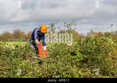 Stourhead, Wiltshire, Großbritannien. Oktober 2017. Teilnehmer beim 39. Nationalen Hedge Legewettbewerb in Stourhead, Wiltshire am 28. Oktober 2017 Credit: NJphoto/Alamy Live News Stockfoto