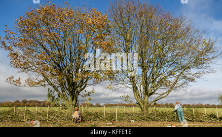 Stourhead, Wiltshire, Großbritannien. Oktober 2017. Teilnehmer beim 39. Nationalen Hedge Leying-Wettbewerb in Stourhead, Wiltshire am 28. Oktober 2017 Credit: NJphoto/Alamy Live News Stockfoto