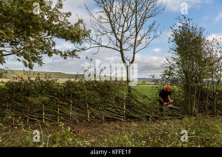 Stourhead, Wiltshire, Großbritannien. Oktober 2017. Teilnehmer beim 39. Nationalen Hedge Legewettbewerb in Stourhead, Wiltshire am 28. Oktober 2017 Credit: NJphoto/Alamy Live News Stockfoto