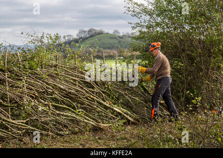 Stourhead, Wiltshire, UK. 28 Okt, 2017. Wettbewerber in die 39 nationalen Hedge Festlegung Konkurrenz an stourhead, wiltshire am 28. Oktober 2017 Credit: njphoto/alamy leben Nachrichten Stockfoto