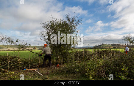 Stourhead, Wiltshire, Großbritannien. Oktober 2017. Teilnehmer beim 39. Nationalen Hedge Leying-Wettbewerb in Stourhead, Wiltshire am 28. Oktober 2017 Credit: NJphoto/Alamy Live News Stockfoto