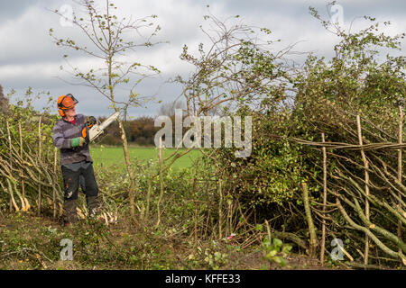 Stourhead, Wiltshire, Großbritannien. Oktober 2017. Teilnehmer beim 39. Nationalen Hedge Legewettbewerb in Stourhead, Wiltshire am 28. Oktober 2017 Credit: NJphoto/Alamy Live News Stockfoto