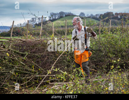 Stourhead, Wiltshire, Großbritannien. Oktober 2017. Teilnehmer beim 39. Nationalen Hedge Legewettbewerb in Stourhead, Wiltshire am 28. Oktober 2017 Credit: NJphoto/Alamy Live News Stockfoto