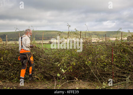 Stourhead, Wiltshire, Großbritannien. Oktober 2017. Teilnehmer beim 39. Nationalen Hedge Legewettbewerb in Stourhead, Wiltshire am 28. Oktober 2017 Credit: NJphoto/Alamy Live News Stockfoto