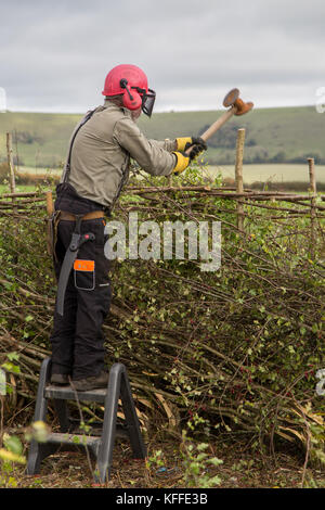 Stourhead, Wiltshire, Großbritannien. Oktober 2017. Teilnehmer beim 39. Nationalen Hedge Legewettbewerb in Stourhead, Wiltshire am 28. Oktober 2017 Credit: NJphoto/Alamy Live News Stockfoto