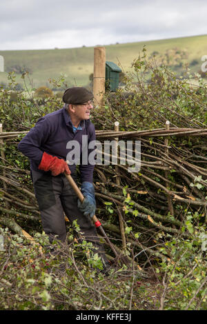 Stourhead, Wiltshire, UK. 28 Okt, 2017. Wettbewerber in die 39 nationalen Hedge Festlegung Konkurrenz an stourhead, wiltshire am 28. Oktober 2017 Credit: njphoto/alamy leben Nachrichten Stockfoto