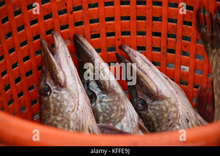 Deetz, Deutschland - Oktober 28, 2017: Fischer leer eine Zucht Teich mit viel Fisch im kleinen Dorf deetz, Deutschland. Stockfoto