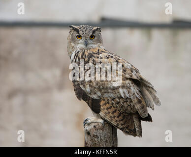 Uhu (Bubo bubo) auf Post thront, in Gefangenschaft, Masham, Großbritannien Stockfoto