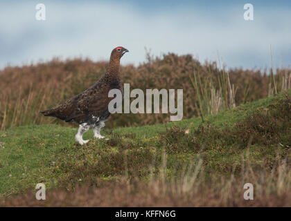 Moorschneehuhn (Lagopus lagopus scotica) auf das Moor in den Yorkshire Dales, Vereinigtes Königreich Stockfoto