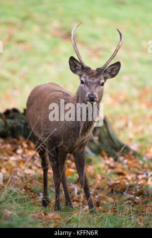 Junge Rothirsch (Cervus elaphus) Rothirsch gegen herbstlichen Kulisse, Studley Royal Deer Park, Ripon, Großbritannien Stockfoto