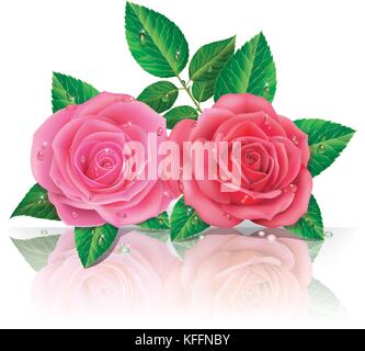 Zwei Rosen piationnk und rote Farbe. Vektorgrafiken. Stock Vektor