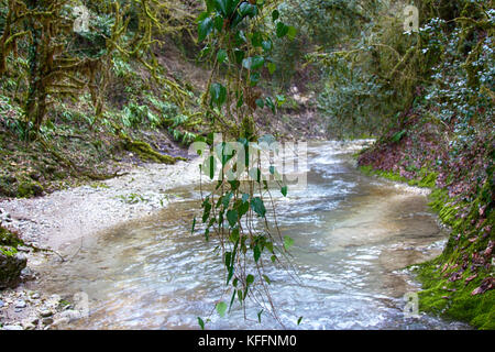 Die subtropen im Winter. Gebirgsbach mit Wasserfall. Die Aufnahme ist durch den tropischen Unterholz Epiphyten und immergrünen Pflanzen, Rebe Stockfoto