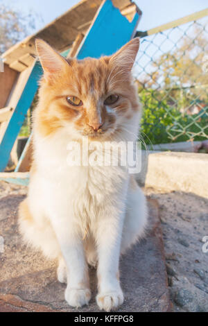 Die Katze. Gelbe und weiße streunende Katze Stockfoto