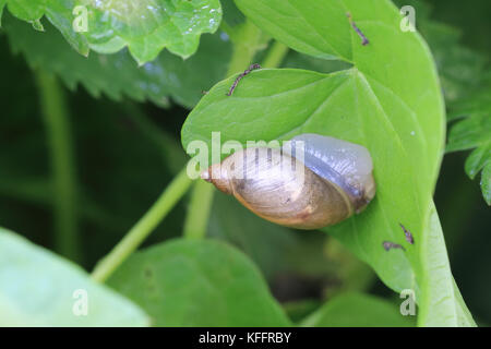 Gelbe Schnecke, (Succinea putris), WWT Welney finden, Norfolk, England, UK. Stockfoto