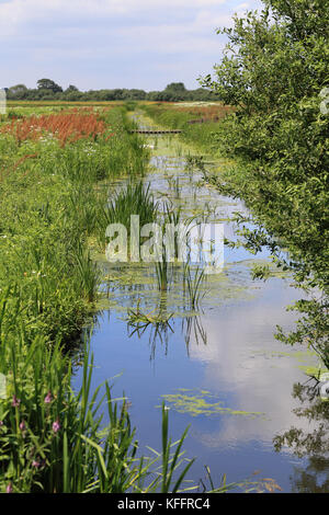 Entwässerungsrinne im Sommer, WWT Welney finden, Norfolk, England, UK. Stockfoto