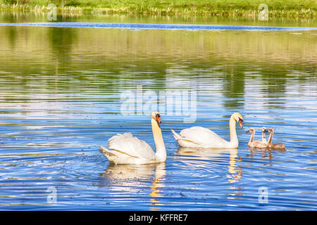 Paar Höckerschwäne (Cygnus olor) mit flaumige Küken (hässliche Entlein) auf See Stockfoto