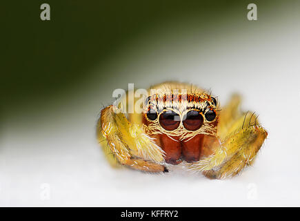 Spinne, einen farbigen Hintergrund auf die verschiedenen Bilder mit Super Makro genommen Stockfoto