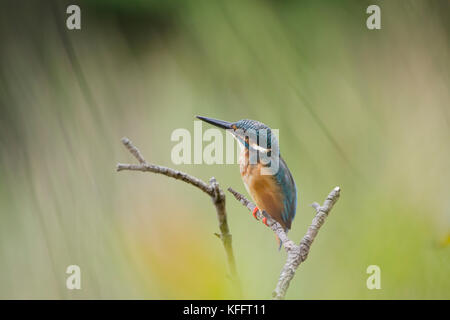 Gemeinsame Eisvogel Alcedo atthis Singapur BI 031716 Stockfoto