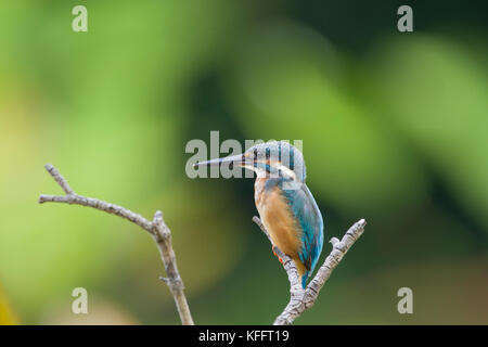 Gemeinsame Eisvogel Alcedo atthis Singapur BI 031717 Stockfoto