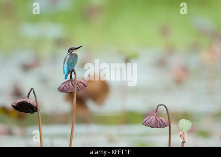 Gemeinsame Eisvogel Alcedo atthis Singapur BI 031722 Stockfoto